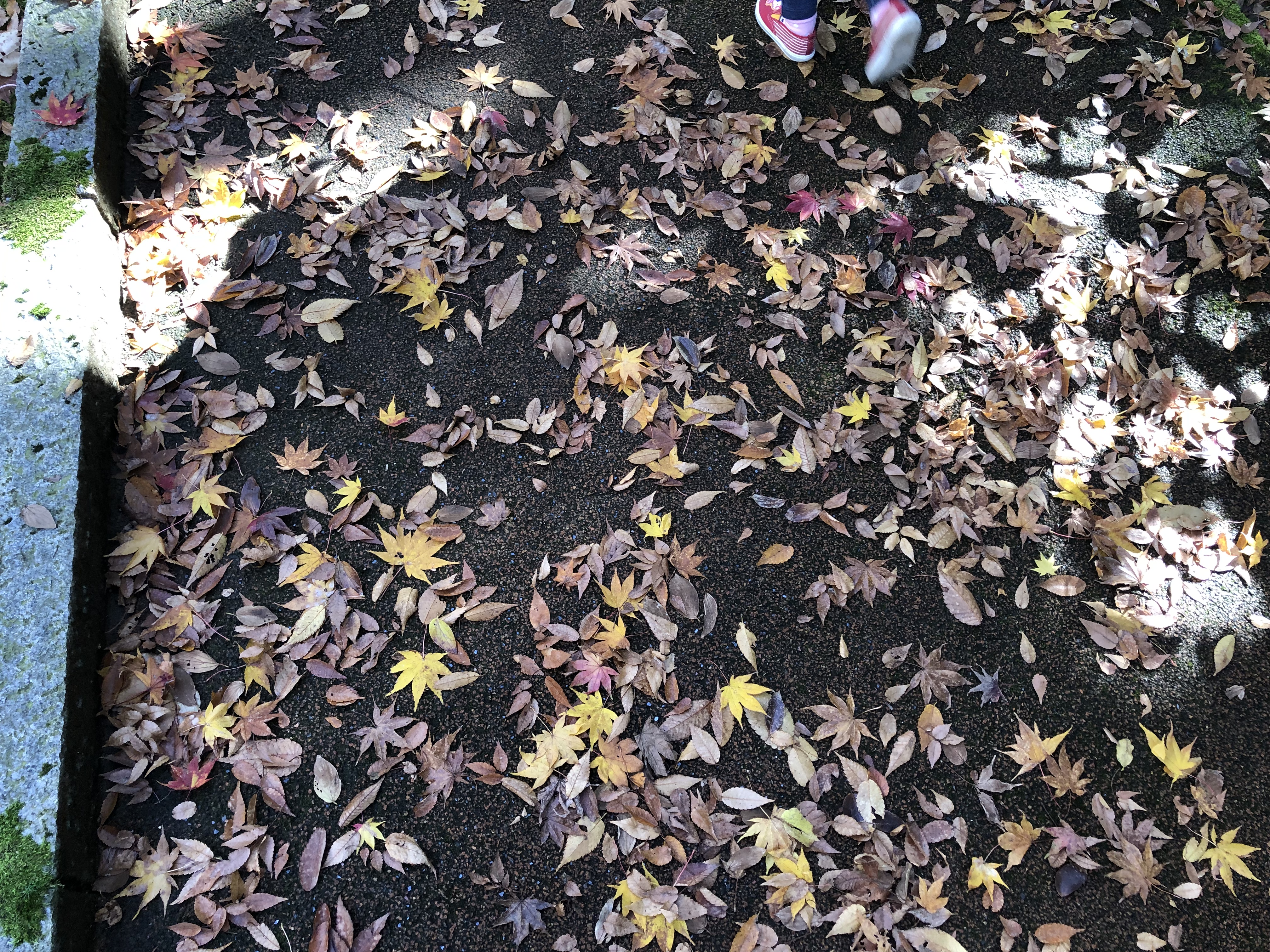 金沢市の石川県立美術館の秋の小道